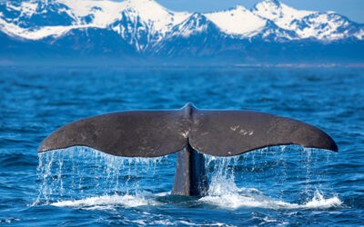 New speed rules proposed to prevent whale strikes: Will’s vessels comply?