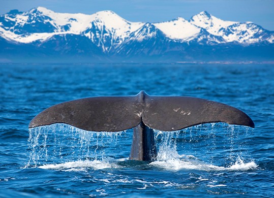 New speed rules proposed to prevent whale strikes: Will’s vessels comply?